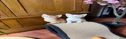 Abyssinian cats for sale: ❤️🏆 Outstanding Abyssinian Kittens Available 🏆❤️ - Advert 10