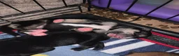 Mixed Breed dogs for sale: Collie mix pups in Gloucester - Advert 17