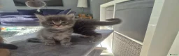 Mixed Breed cats for sale: Ragcoons in Newton-le-Willows - Advert 2