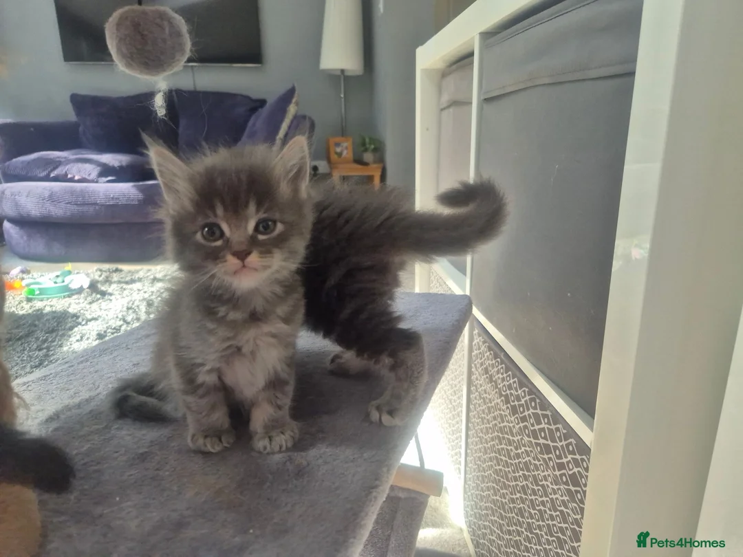 Mixed Breed cats for sale: Ragcoons in Newton-le-Willows - Advert 2