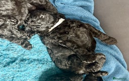 Miniature Poodle dogs for sale: Miniature Poodles  - Image 5