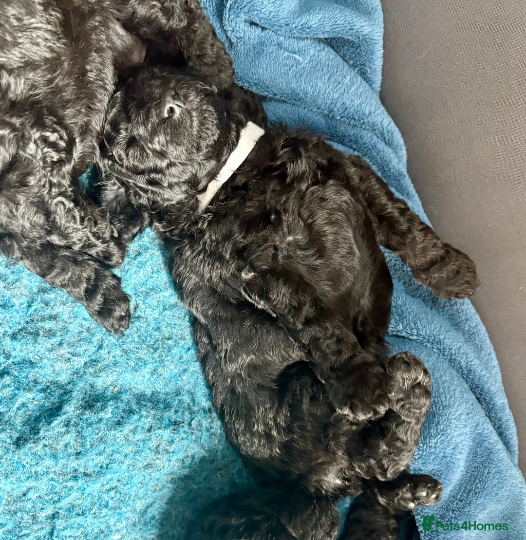 Miniature Poodle dogs for sale: Miniature Poodles  - Image 5