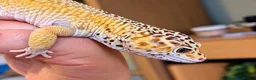 Leopard Gecko reptiles for sale: Meet Giz! Fun Leopard Gecko with Full Vivarium in Wantage - Advert 4