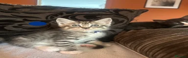 Mo