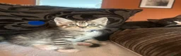 Mixed Breed cats for sale: 🩶 Half Maine Coons Ready Soon 🖤 - Advert 7
