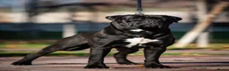 Cane Corso dogs for sale: Pedigree cane corso Male 1 yr old - Advert 5
