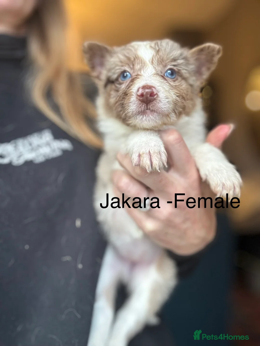 Border Collie dogs for sale: Pure Bred Border Collie Puppies For Sale - Advert 6