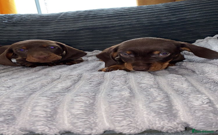 Dachshund dogs - Advert 6