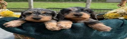 Dachshund dogs for sale: Miniature wire haired dachshunds 🐶 - Advert 7