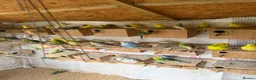 Budgerigars birds for sale: Budgies for sale - Advert 2