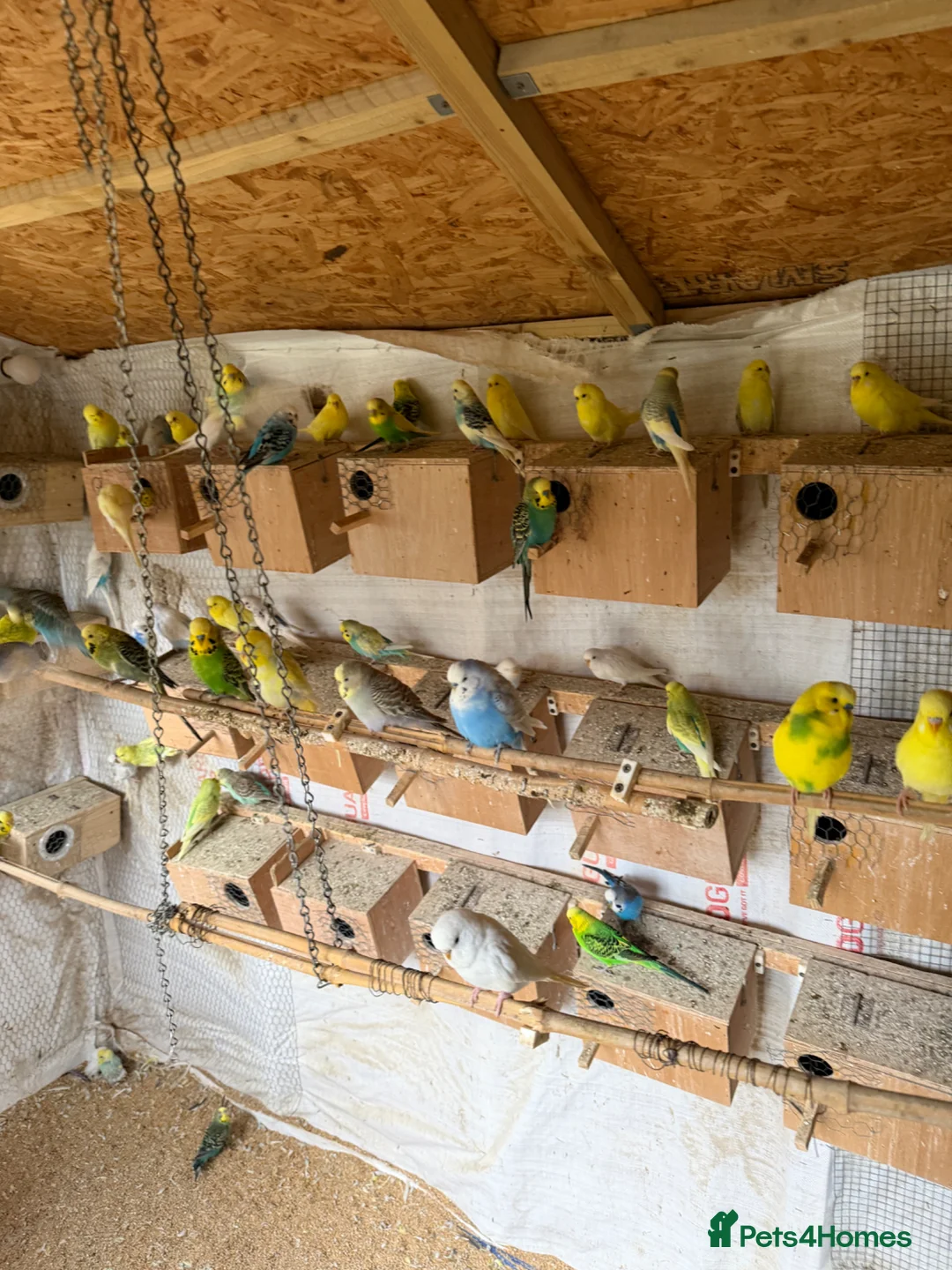 Budgerigars birds for sale: Budgies for sale - Advert 2