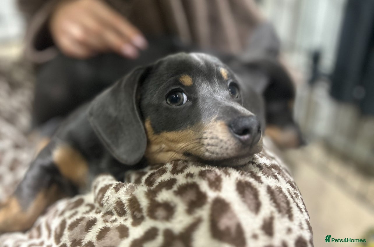 Chiweenie dogs Miniature Dachshund x Chihuahua  - Advert 1