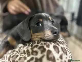 Chiweenie dogs Miniature Dachshund x Chihuahua - Advert 1