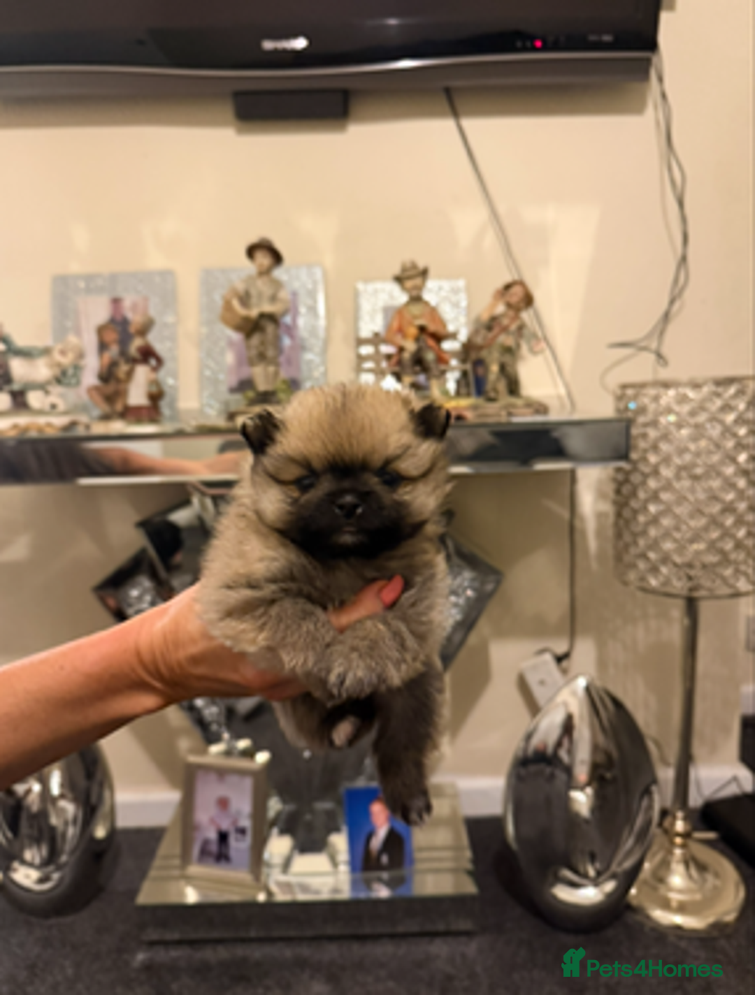 Pomchi dogs for sale: 3 beautiful pomchi - Advert 12