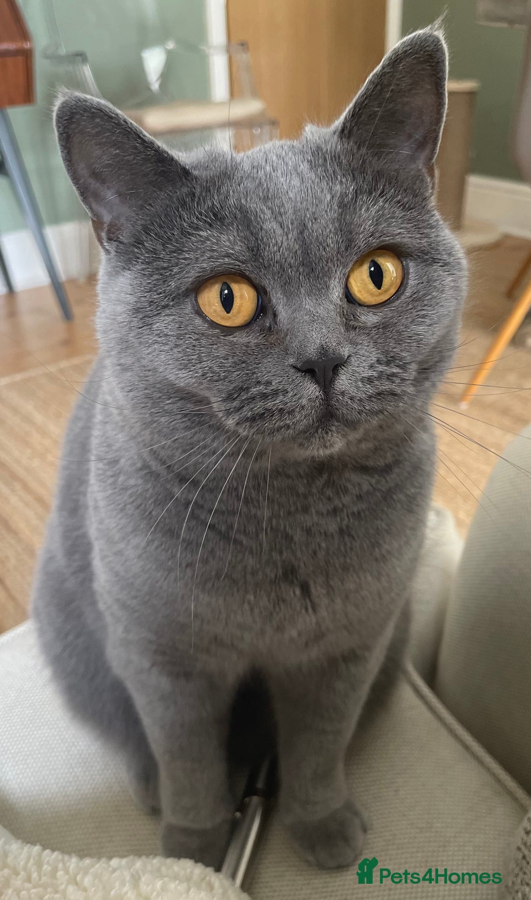 British Shorthair cats for sale: Beautiful & Friendly British Shorthair Girl - Advert 1