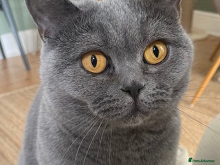 British Shorthair cats Beautiful & Friendly British Shorthair Girl - Advert 2