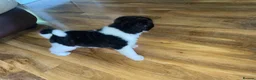 Akita dogs for sale: Stunning Akita (male) - Advert 3