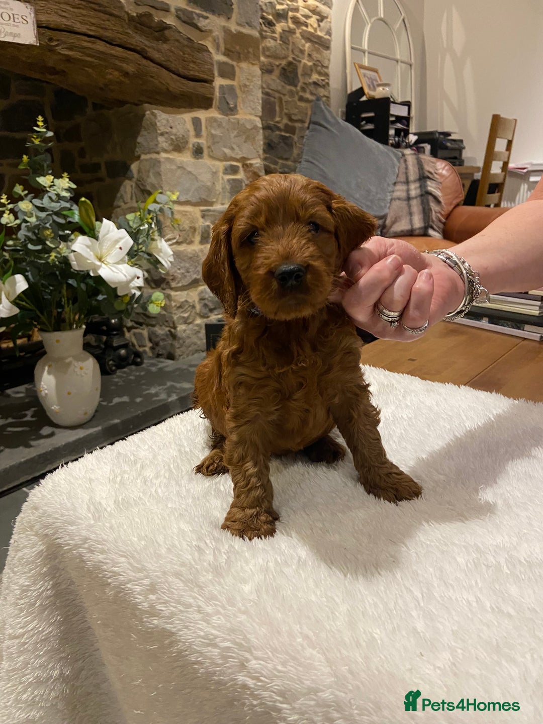 Irish Doodle dogs for sale: Stunning litter of mini Irish Doodles - Image 18