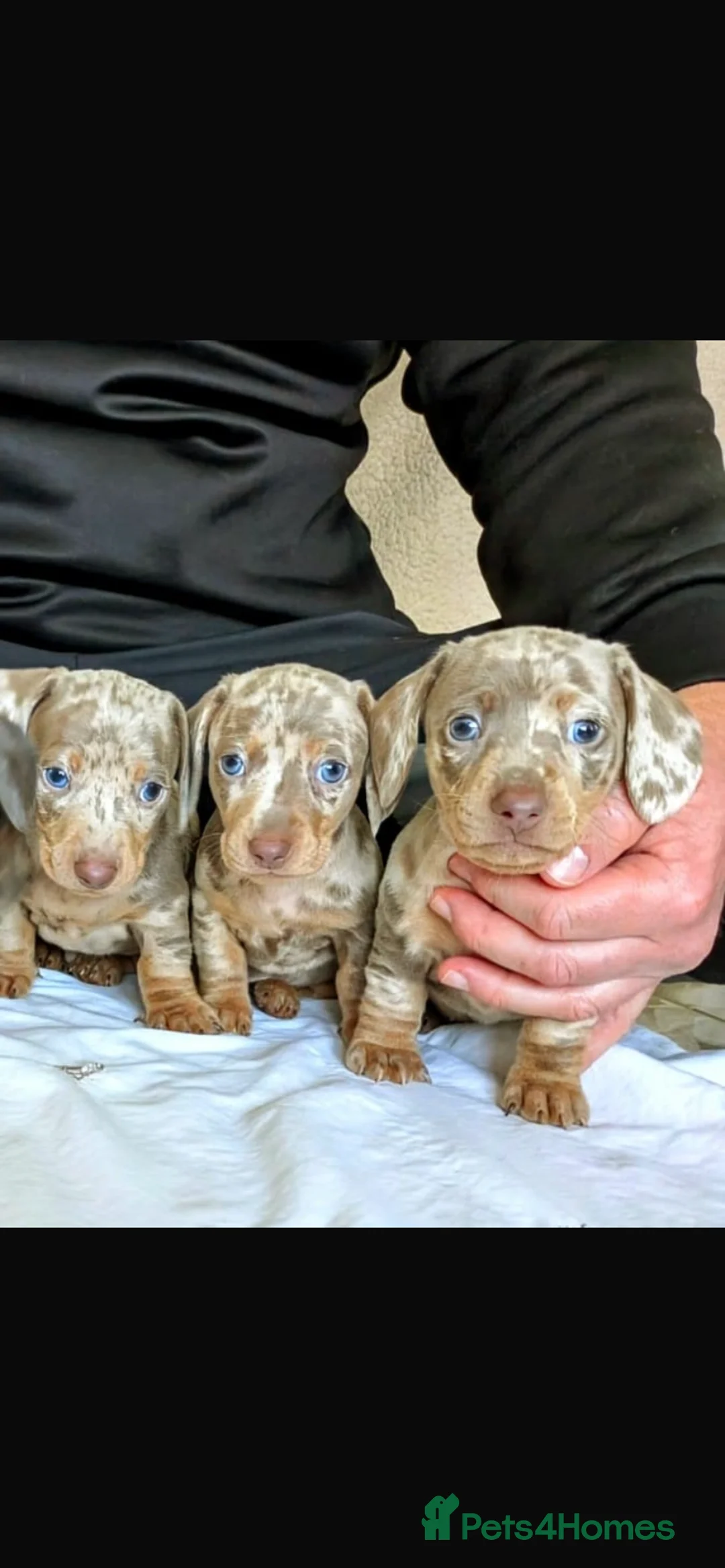 Dachshund dogs for stud: Miniature dachshund for stud  in Newport - Advert 12