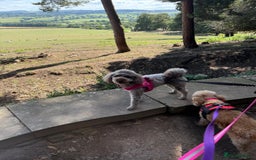 Toy Poodle dogs for sale: Toy poodles  - Advert 3