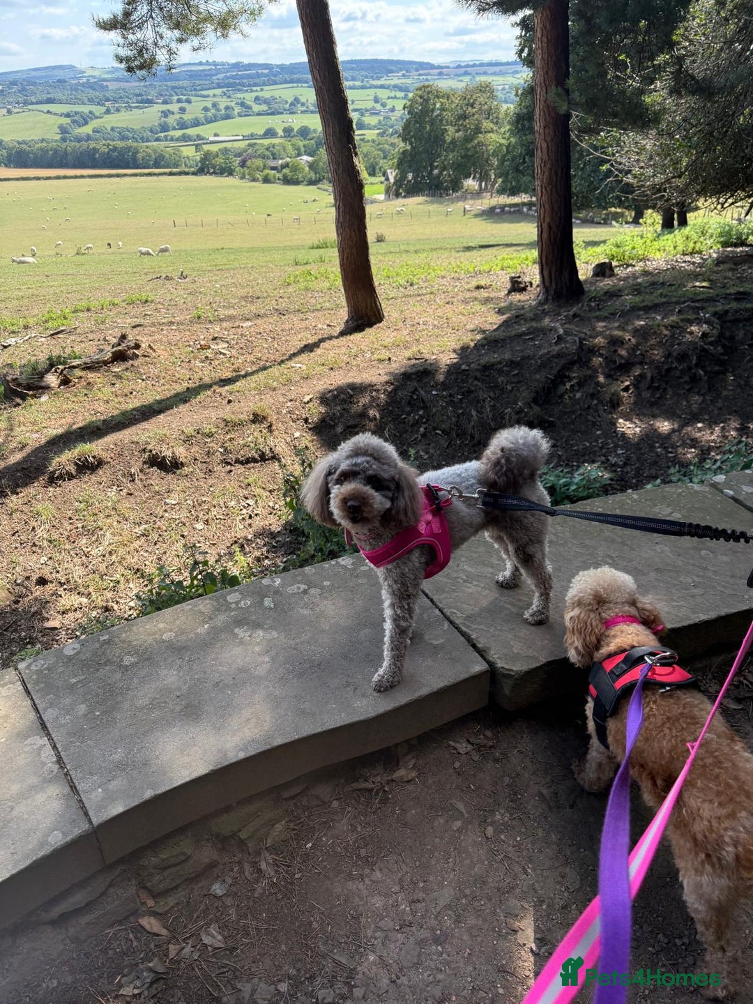 Toy Poodle dogs for sale: Toy poodles  - Advert 3