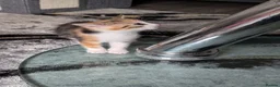Mixed Breed cats for sale: Lovely kitten looking new home  in Burnley - Advert 3