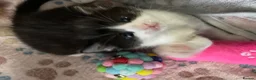 Mixed Breed cats for sale: 1 male and 1 female kitten  - Advert 4