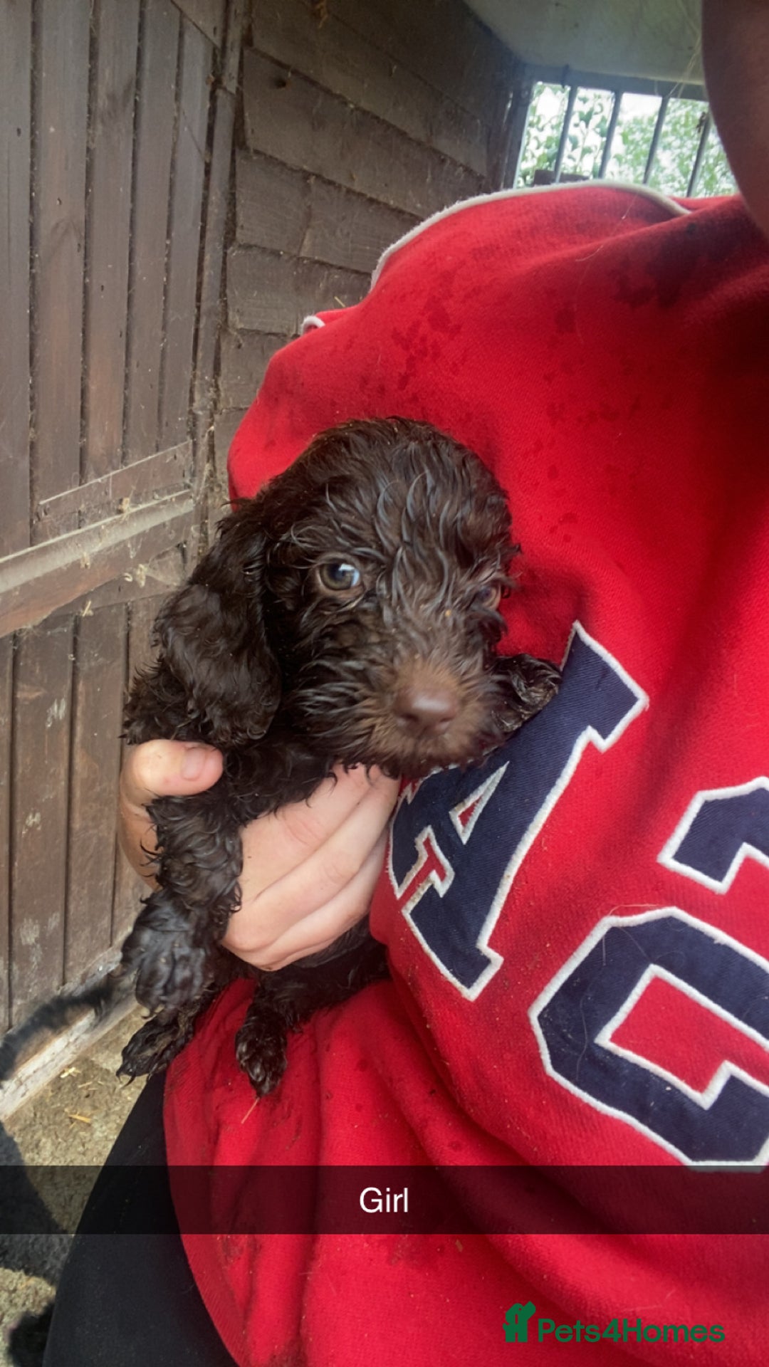 Cockapoo dogs for sale: Cockapoo pups for sale - Image 4