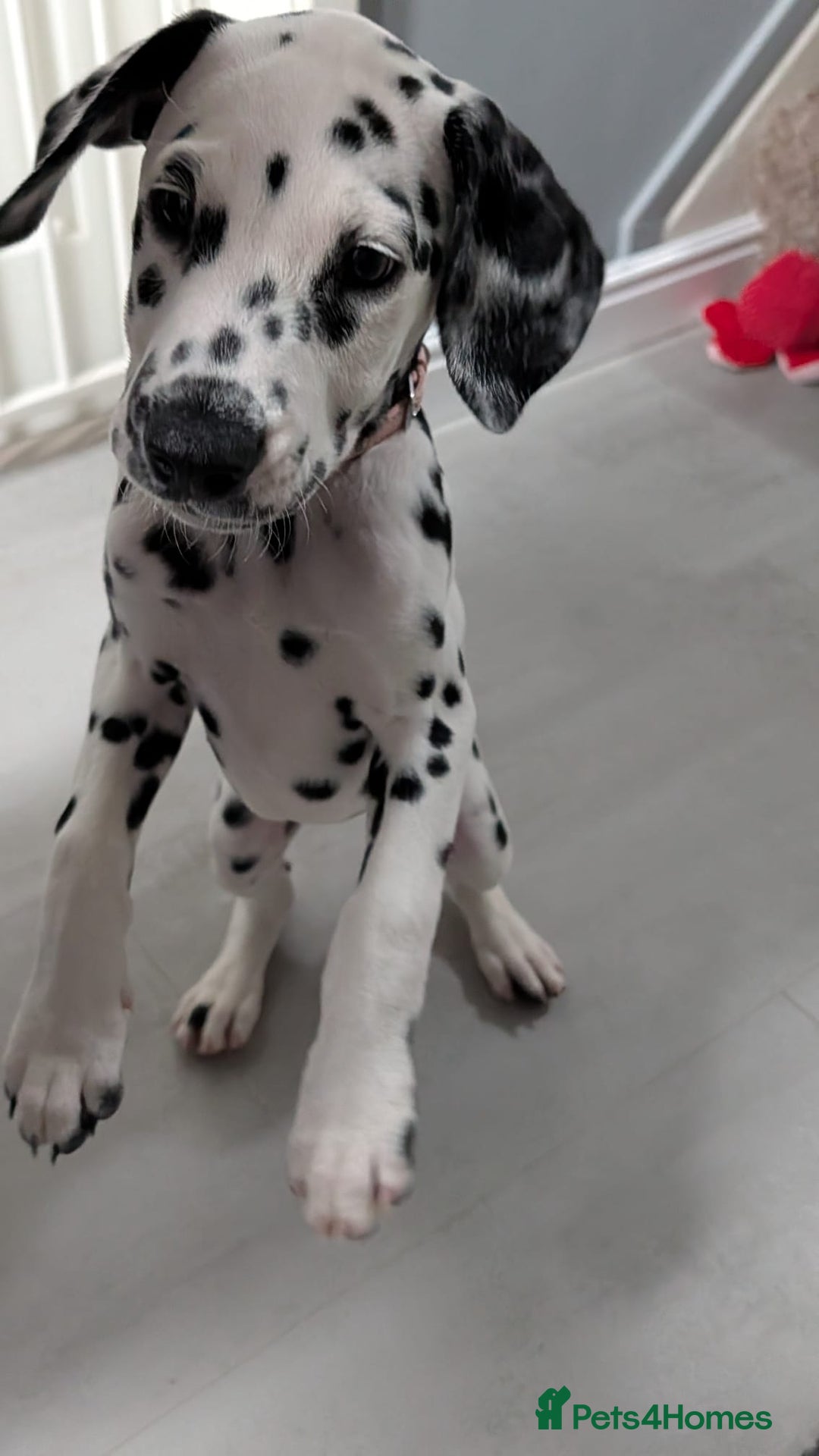 Dalmatian dogs for sale: Dalmatian puppies ready advert fully - Advert 5