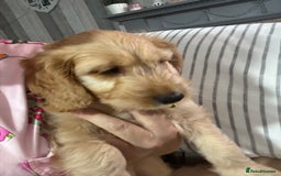 Cockapoo dogs for sale: F1 miniature cockerpoos  in Stoke-on-Trent - Image 15