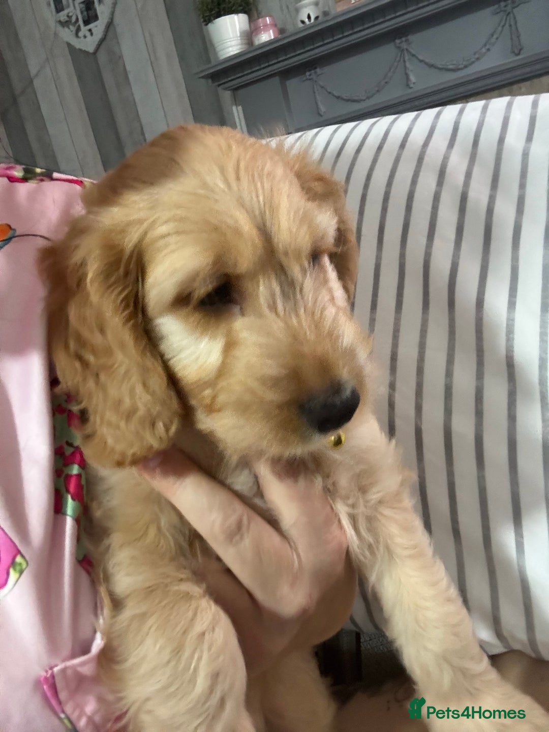 Cockapoo dogs for sale: F1 miniature cockerpoos  in Stoke-on-Trent - Image 15