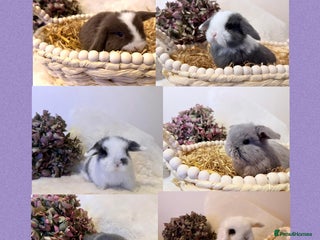 Mini Lop rabbits - Advert 25