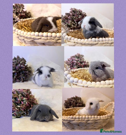Mini Lop rabbits - Advert 13