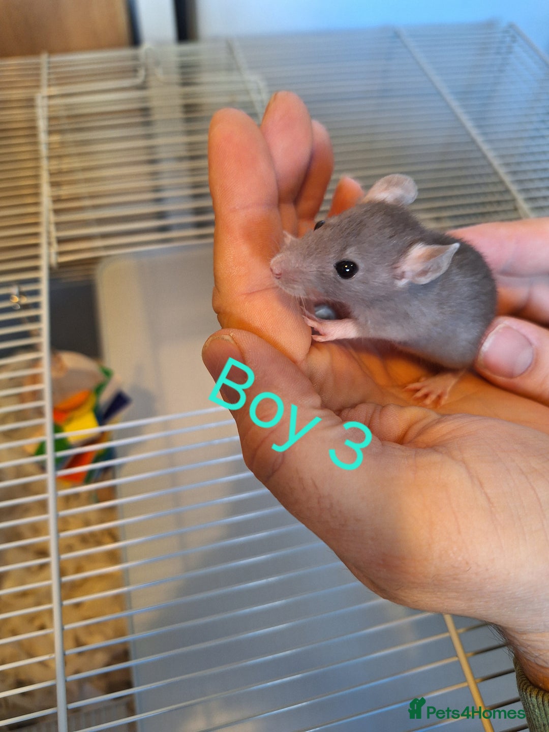 Rat rodents for sale: Baby fancy rats male and female available  - Image 3