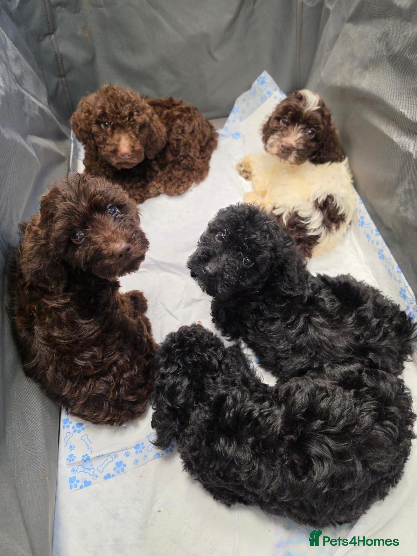 Cockapoo dogs Cockapoo puppies *READY NOW* - Advert 12