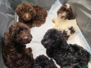 Cockapoo dogs Cockapoo puppies *READY NOW* - Advert 12