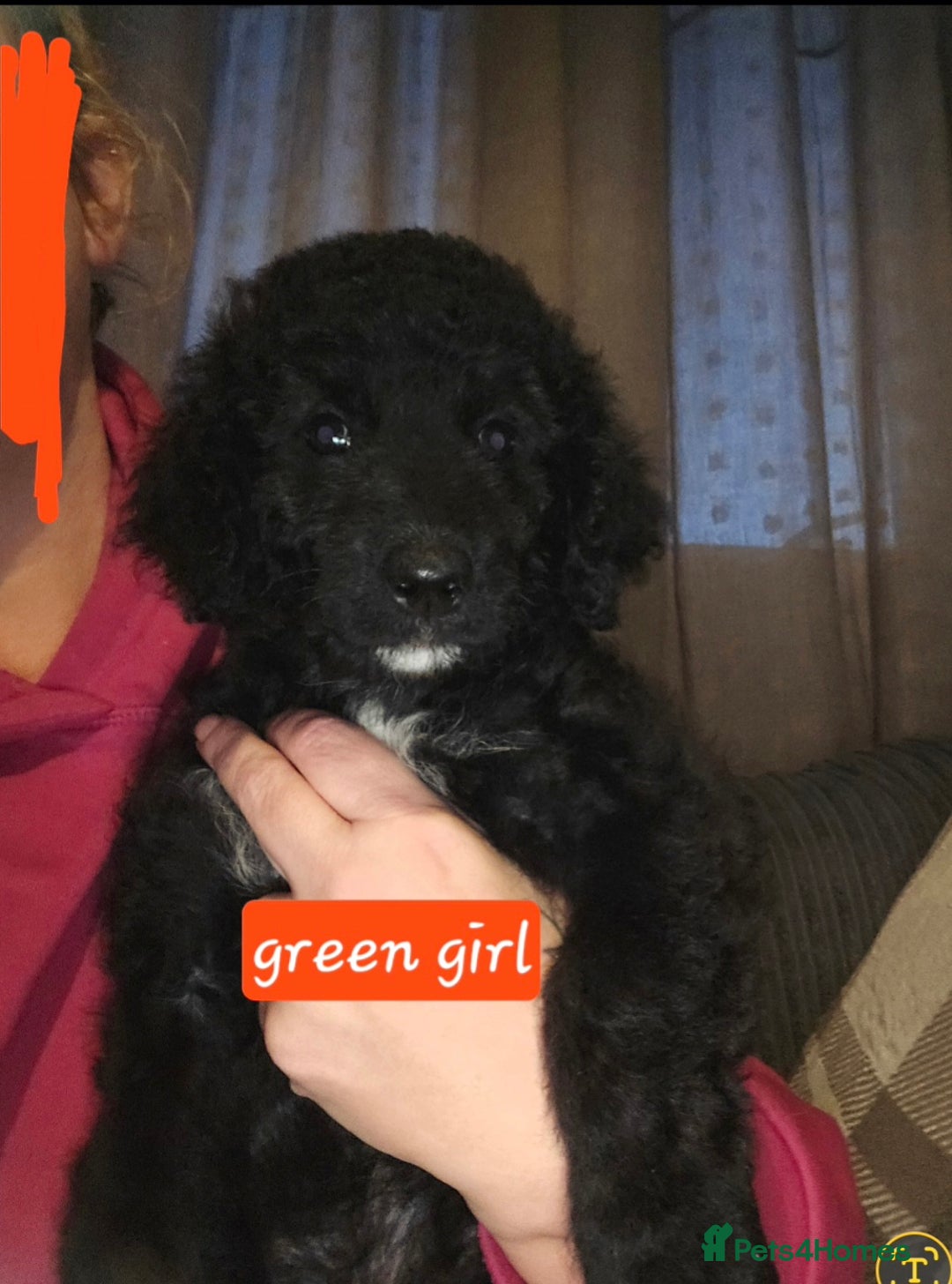 Mixed Breed dogs for sale: Standard poodle x. Collie/sheperd - Advert 6
