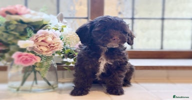 Cockapoo dogs - Advert 14