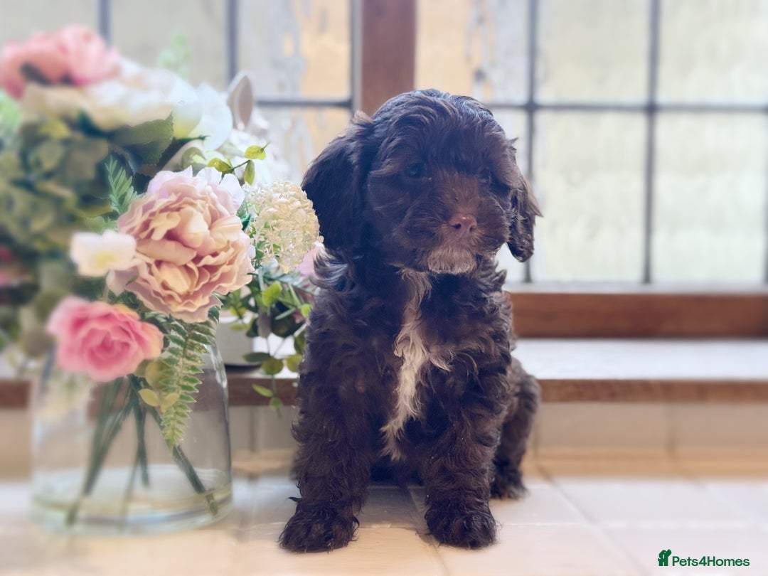 Cockapoo dogs for sale: Beautiful Cocka Poo Puppies  - Image 2