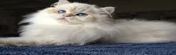 British Longhair cats for sale: Vet bred teddybear lap cats gccf - Advert 7