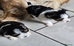 Mixed Breed dogs for sale: Biewer terriers pups - Image 6
