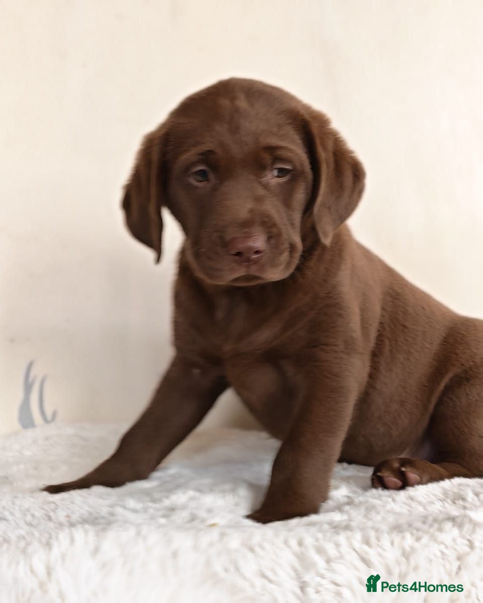 Labrador Retriever dogs Stunning KC Registered Labrador Retriever  - Advert 11