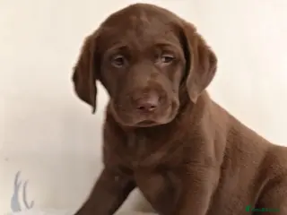Labrador Retriever dogs Stunning KC Registered Labrador Retriever - Advert 11