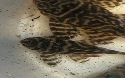 Plecos fish for sale: L Number Pleco Group for sale. - Image 1