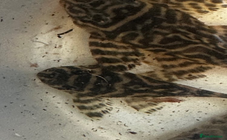 Plecos fish - Advert 1