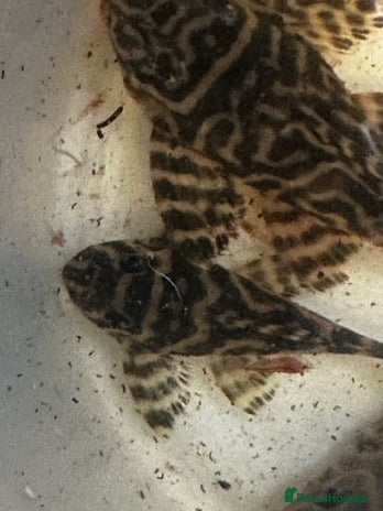 Plecos fish - Advert 10