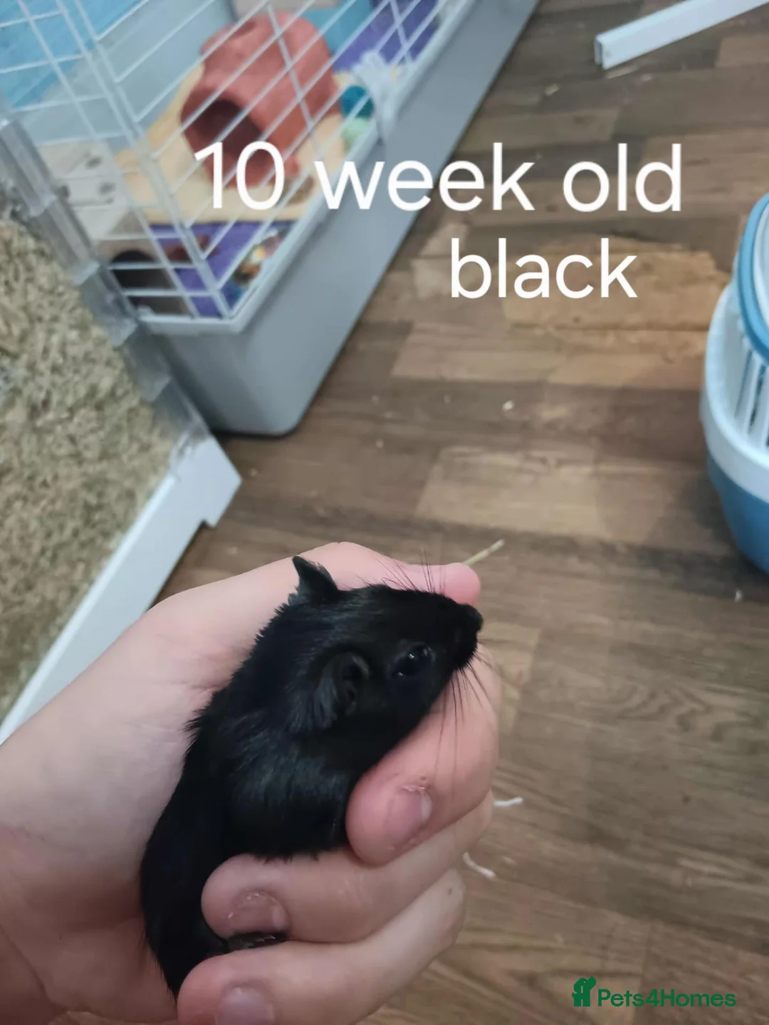 Gerbil rodents for sale: 8 Male Gerbils– Preferably Rehomed Together 🐹 - Advert 1