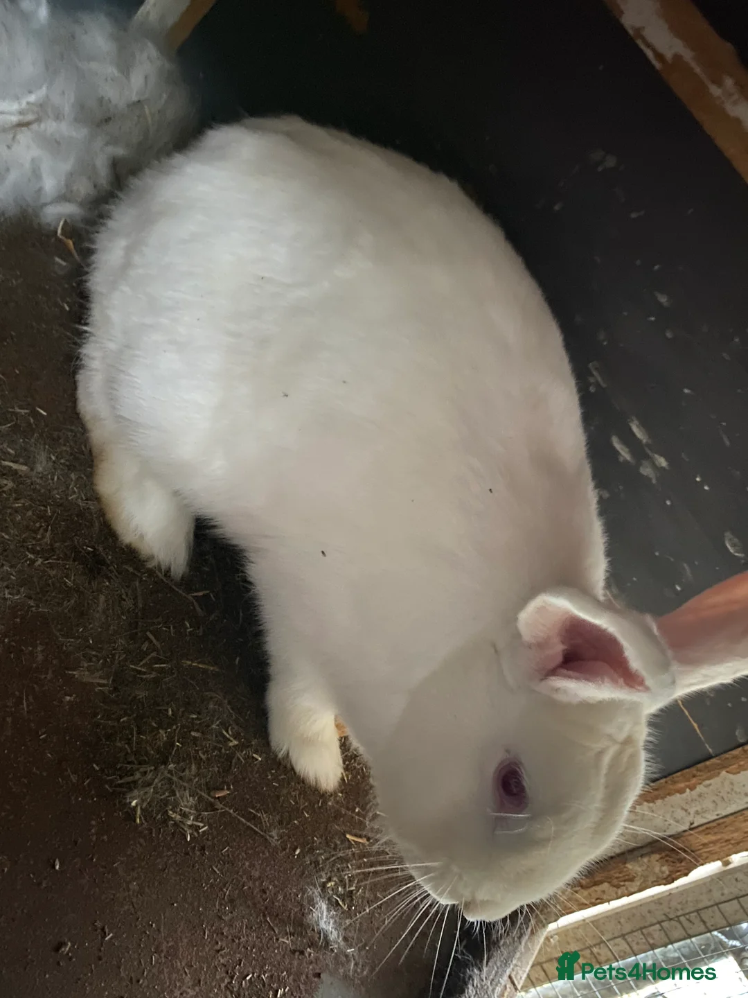 Mixed Breed rabbits for sale: New zealand, rex and mixed doves for sale! - Advert 16
