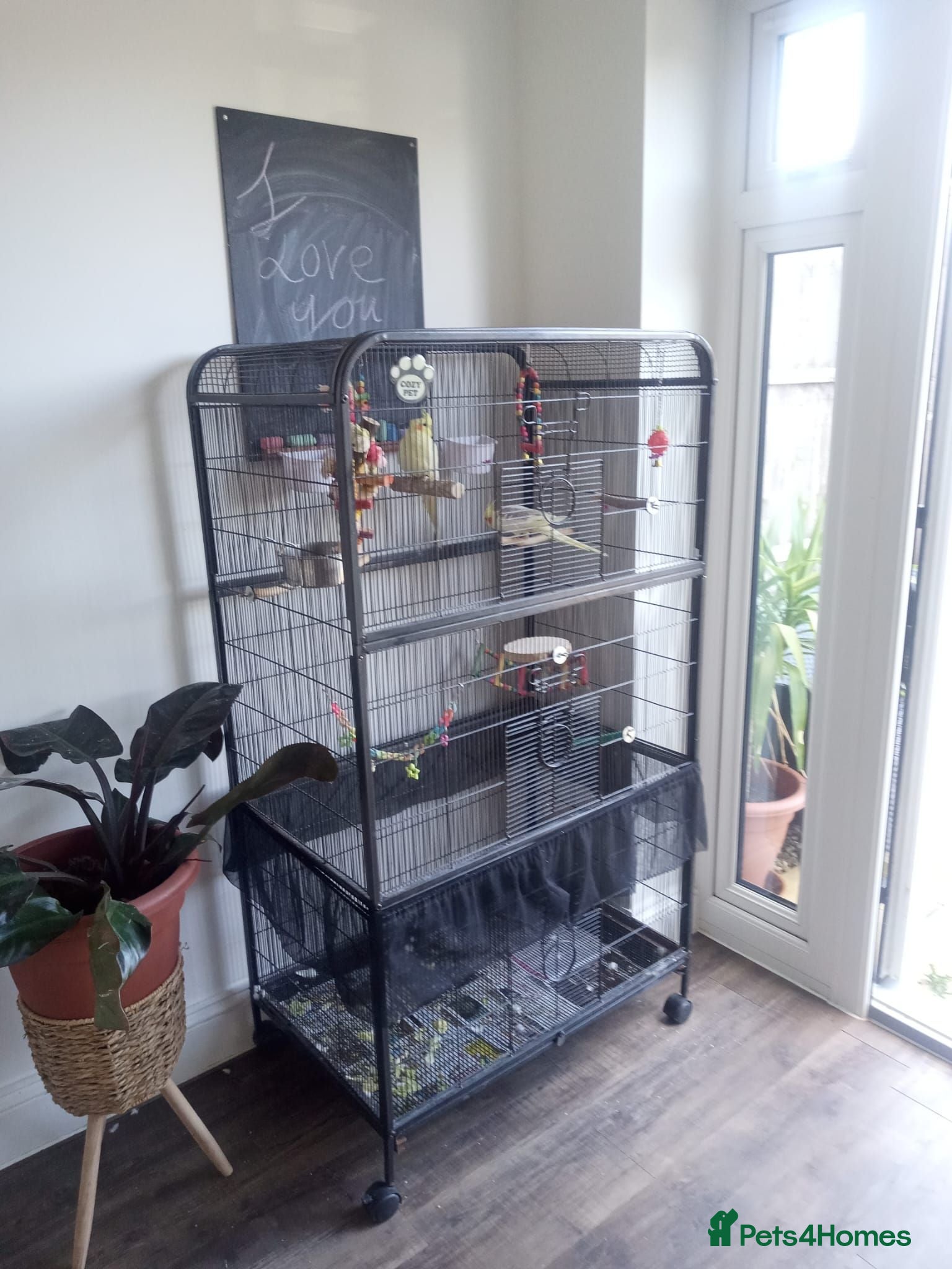 Cockatiels birds Rehoming my two cockatiels cage included for £300 - Advert 2