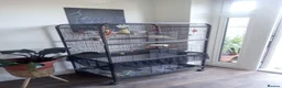 Cockatiels birds for sale: Rehoming my two cockatiels cage included for £300 in Sandy - Advert 1